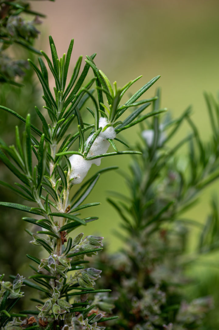 why-is-there-white-foam-on-my-plants-spittlebugs-what-you-need-to-know