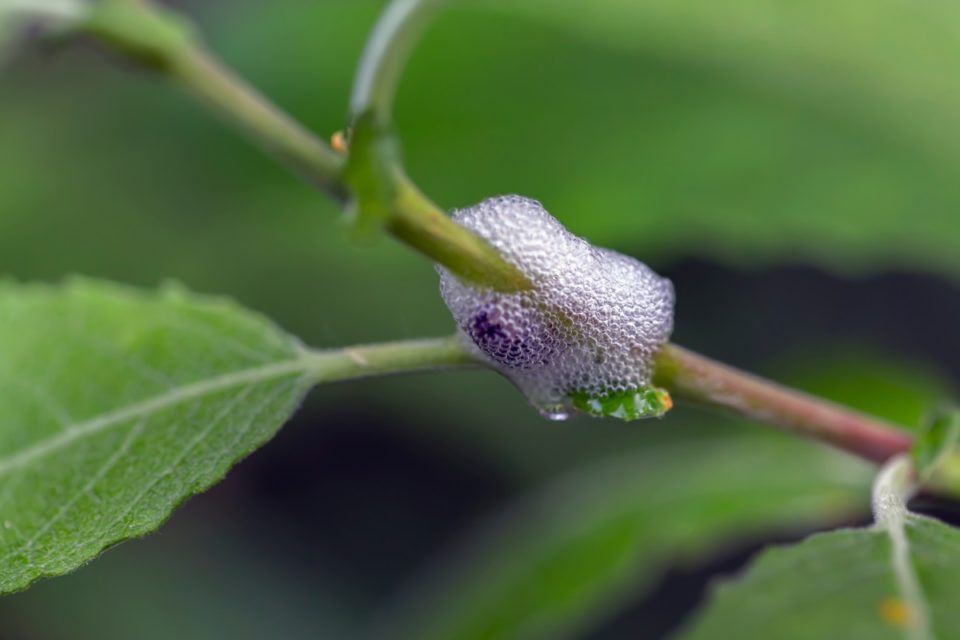 why-is-there-white-foam-on-my-plants-spittlebugs-what-you-need-to-know