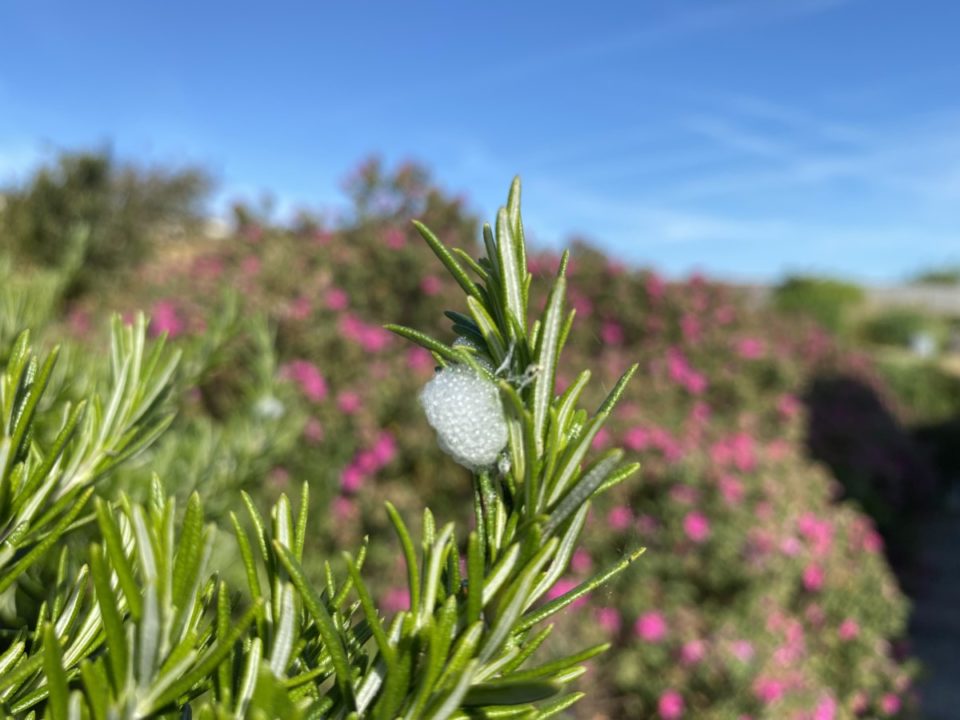 Why Is There White Foam On My Plants? Spittlebugs & What You Need To Know