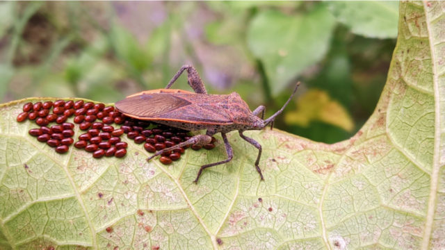 Squash Bugs How To Identify Treat Prevent An Infestation   Squash Bug Eggs 2 640x360 