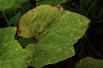 Squash Bugs: How To Identify, Treat & Prevent An Infestation