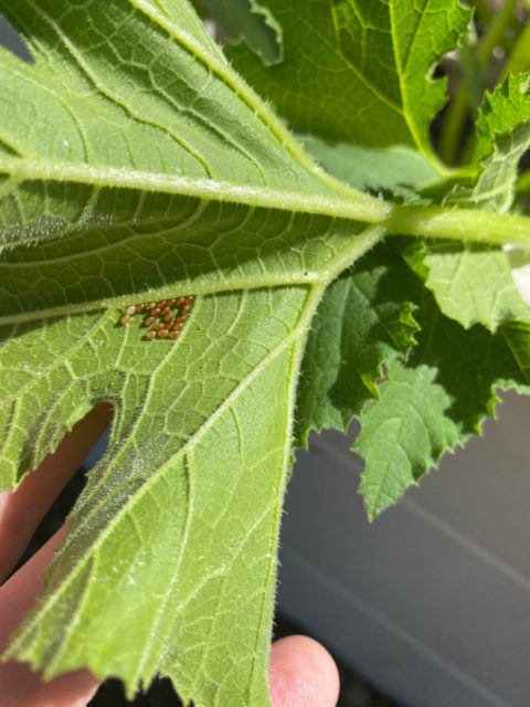 Squash Bugs: How To Identify, Treat & Prevent An Infestation