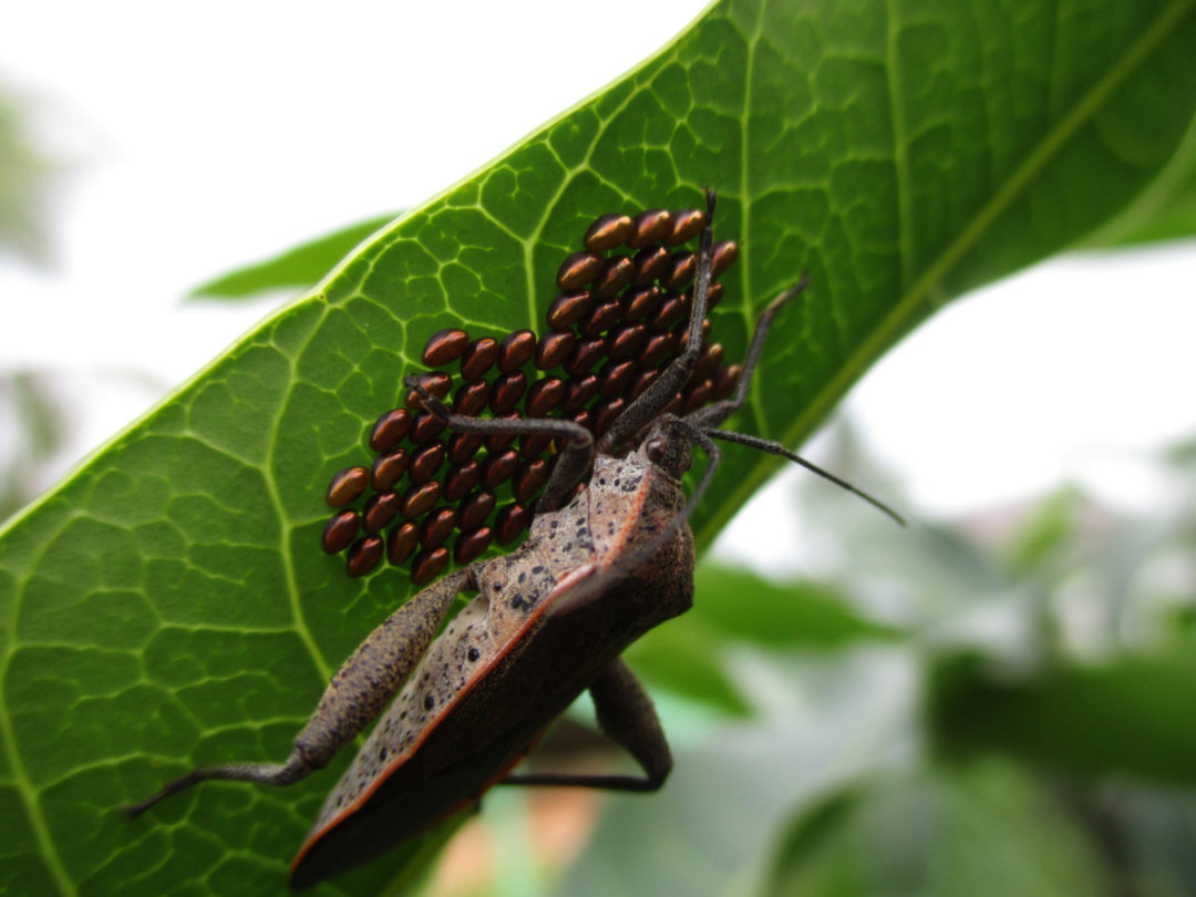 Squash Bugs How To Identify Treat Prevent An Infestation   Squash Bugs Eggs Female 1080x810 