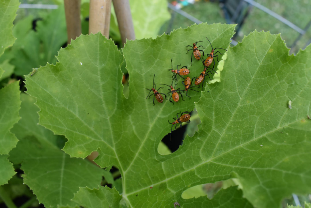 Squash Bugs How To Identify, Treat & Prevent An Infestation