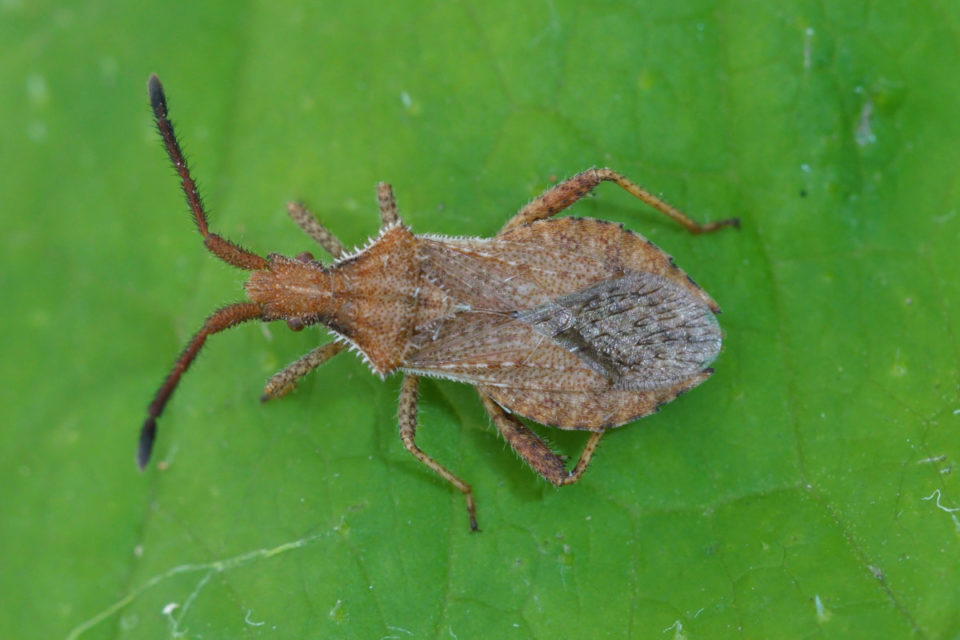 Squash Bugs: How To Identify, Treat & Prevent An Infestation