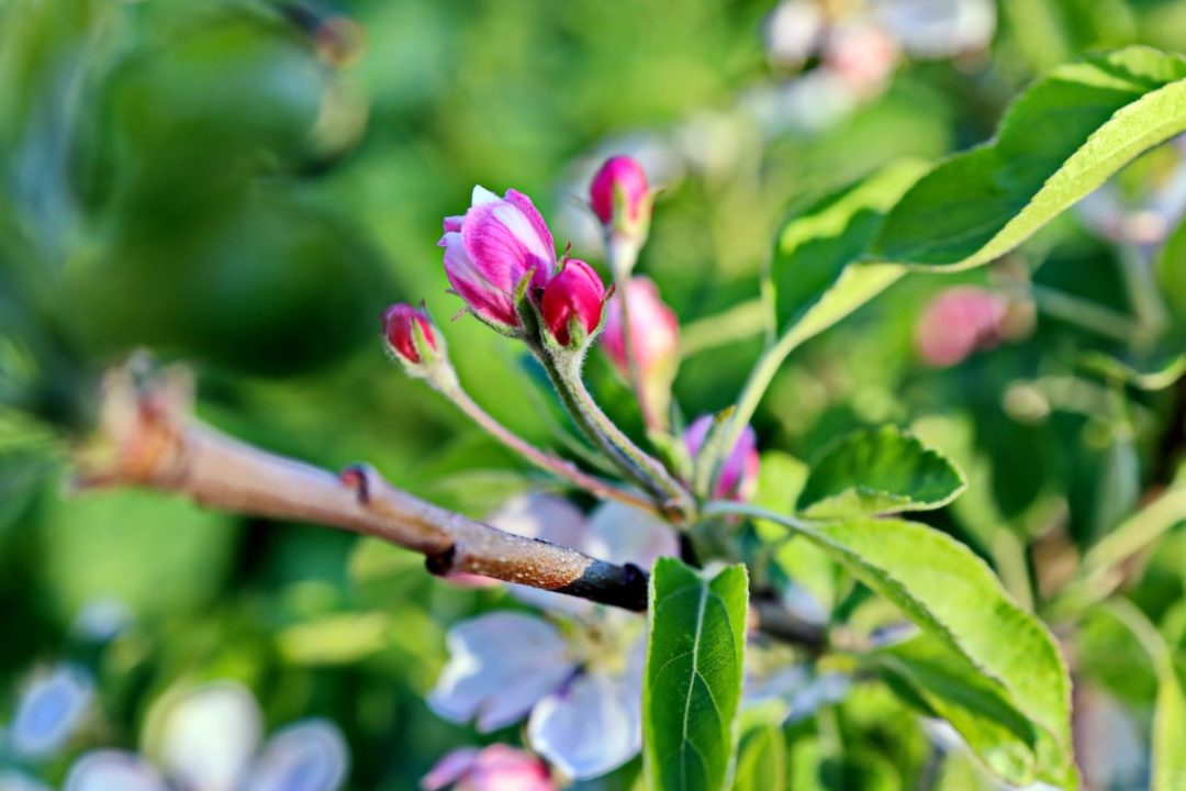 How to Thin Fruit Trees - The Key to an Exceptional Crop Every Year