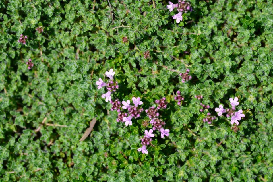 Reap The Benefits Of A Creeping Thyme Lawn