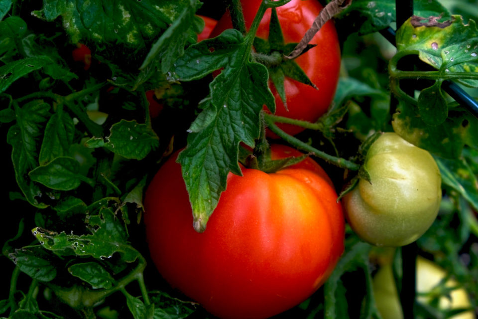 Tomato Megablooms: Why You Need to Search Your Plants for Fused Tomato ...