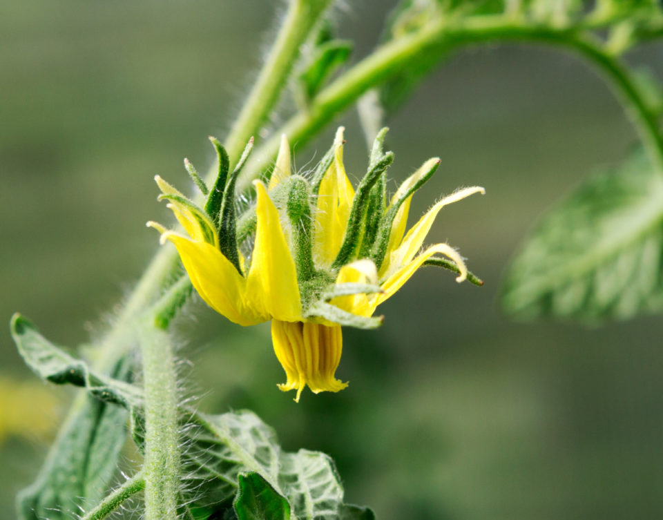 Tomato Megablooms: Why You Need to Search Your Plants for Fused Tomato ...