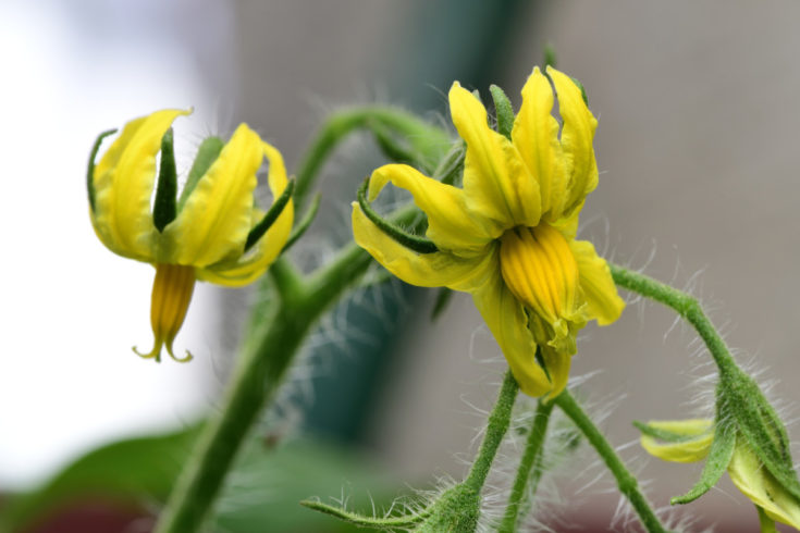 Tomato Megablooms: Why You Need to Search Your Plants for Fused Tomato ...