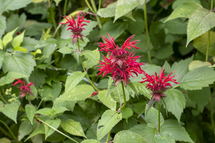 Bee Balm – the Native Flower Everyone Should Have in Their Yard