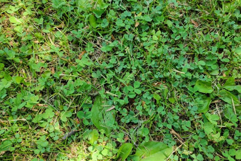 How To Get Rid Of Crabgrass Organically (& Why You Might Want To Keep It)