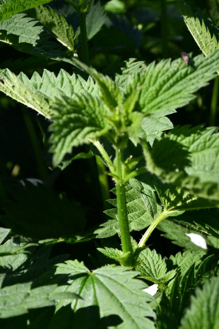 How To Make Nettle Leaf Powder & Why You Really Should