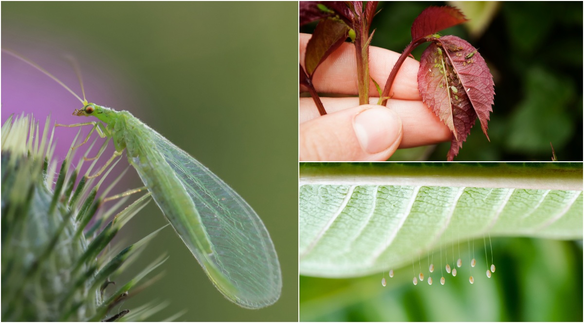 Common green lacewing - Insect Week