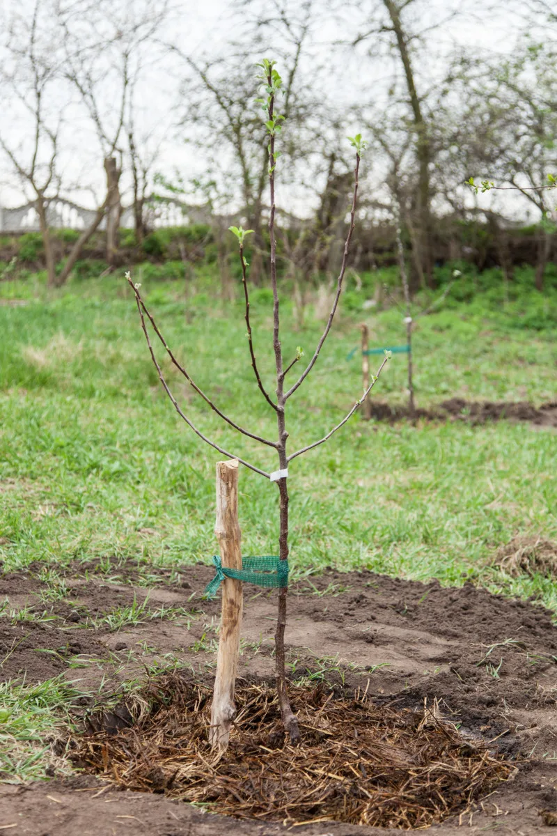 Peach Tree: Planting, Caring & Harvesting Your Own Peaches