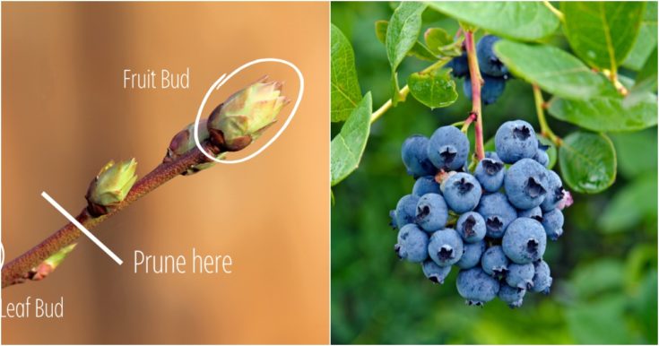 How When To Prune Blueberry Bushes For Bountiful Berries Every Year   Prune Blueberries Feature 735x386 