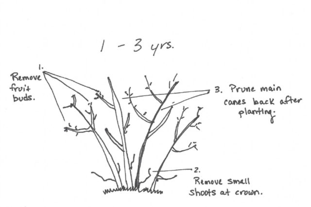 How & When To Prune Blueberry Bushes For Bountiful Berries Every Year