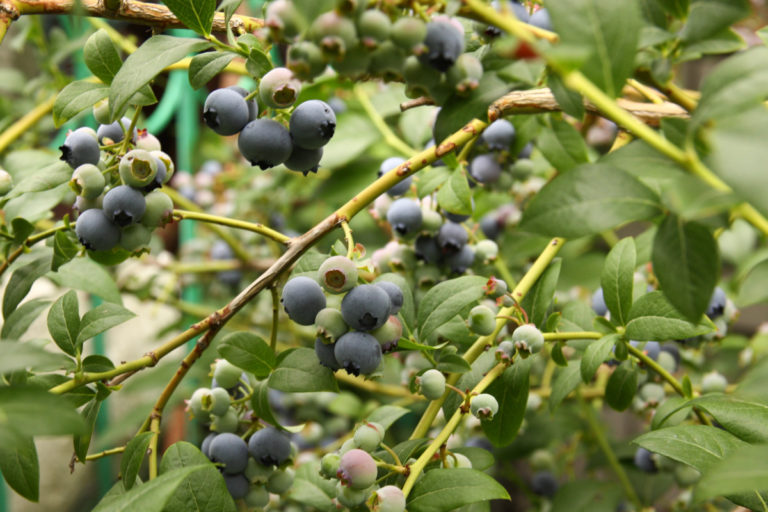 How & When To Prune Blueberry Bushes For Bountiful Berries Every Year