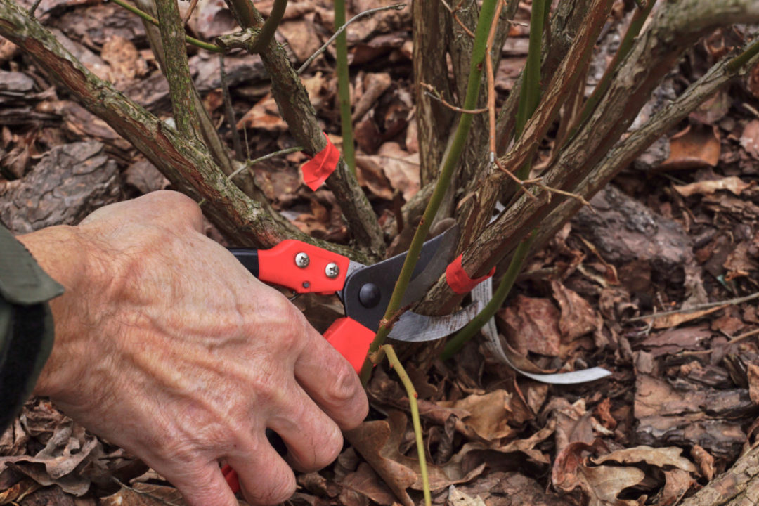 How & When To Prune Blueberry Bushes For Bountiful Berries Every Year