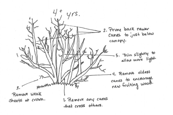 How & When To Prune Blueberry Bushes For Bountiful Berries Every Year