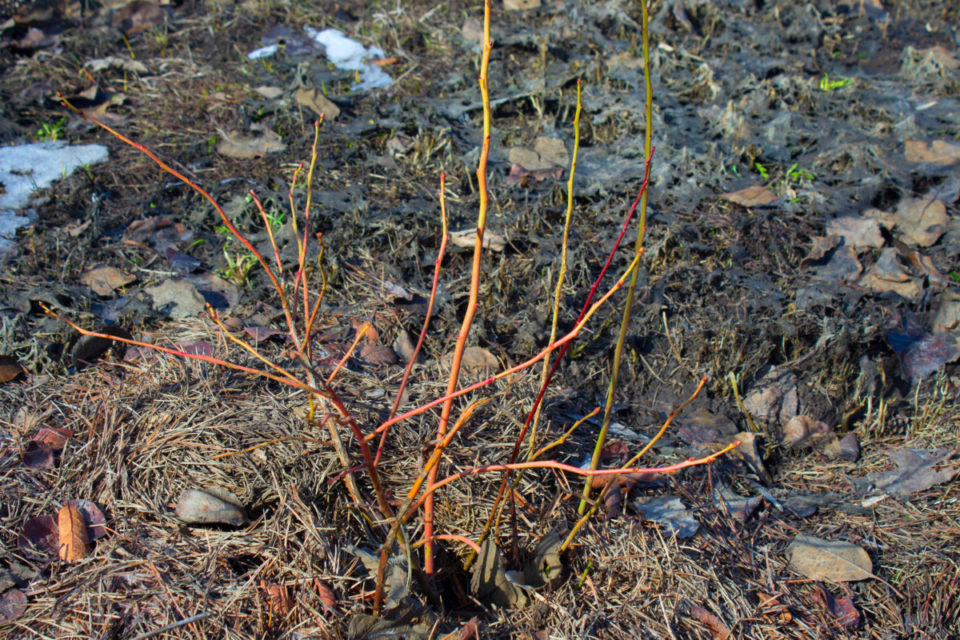 How & When to Prune Blueberry Bushes for Bountiful Berries Every Year