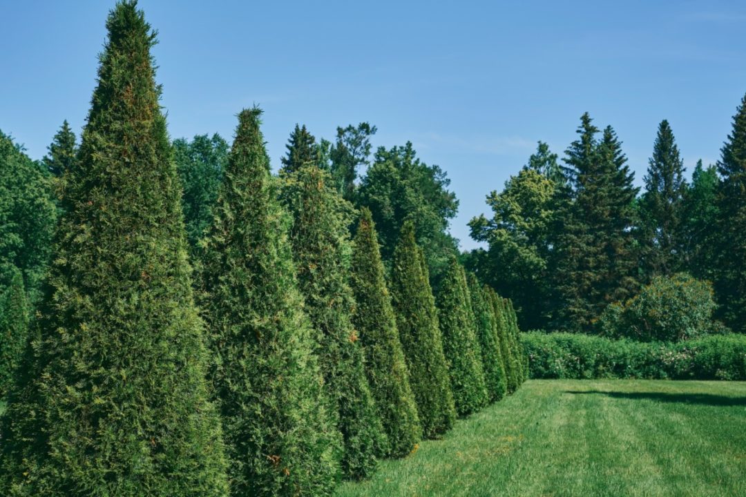 7 Fastest Growing Trees for a Natural Privacy Screen