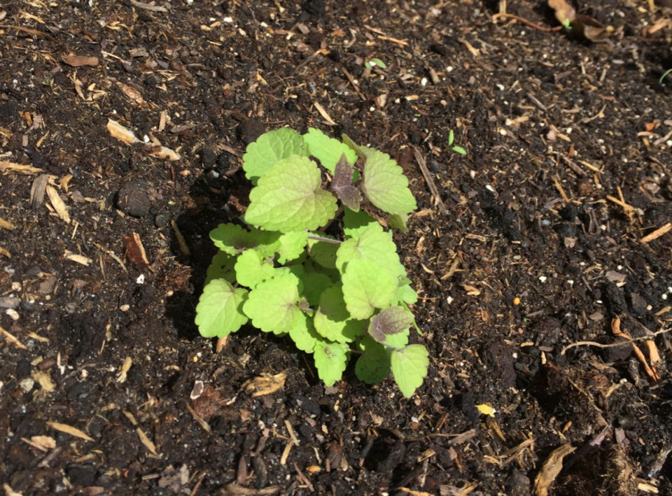 6 Reasons Why You Should Grow Anise Hyssop & How To Care For It