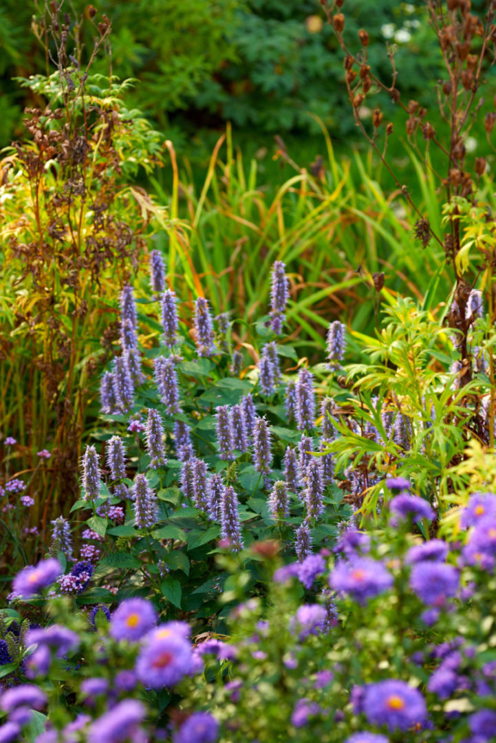 6 Reasons Why You Should Grow Anise Hyssop & How To Care For It