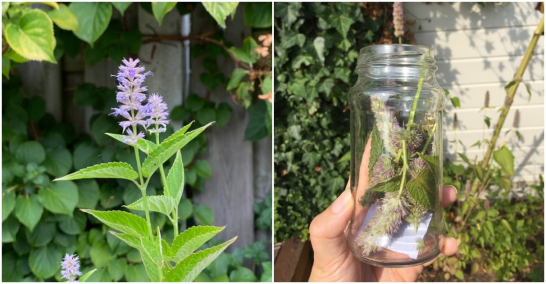 6 Reasons Why You Should Grow Anise Hyssop & How To Care For It