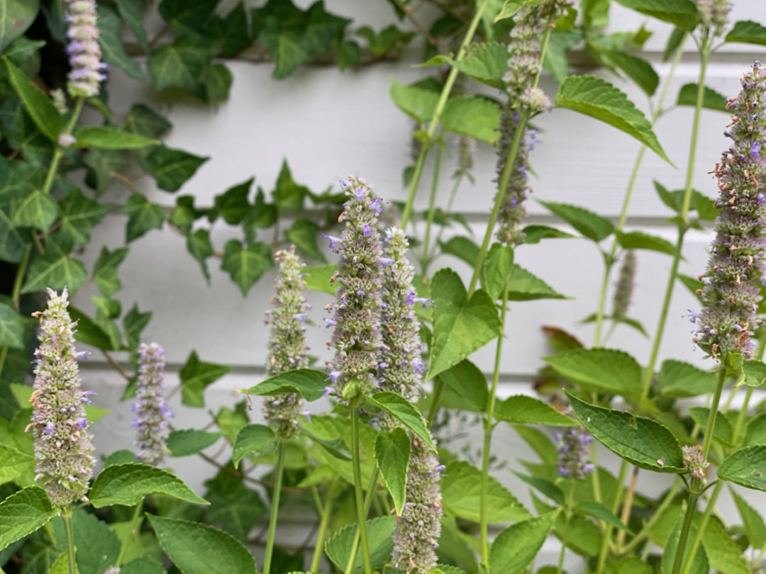 6 Reasons Why You Should Grow Anise Hyssop & How To Care For It