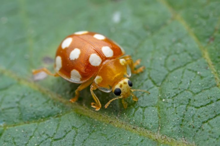 How To Attract Wild Ladybugs To Your Backyard & Why You Need To