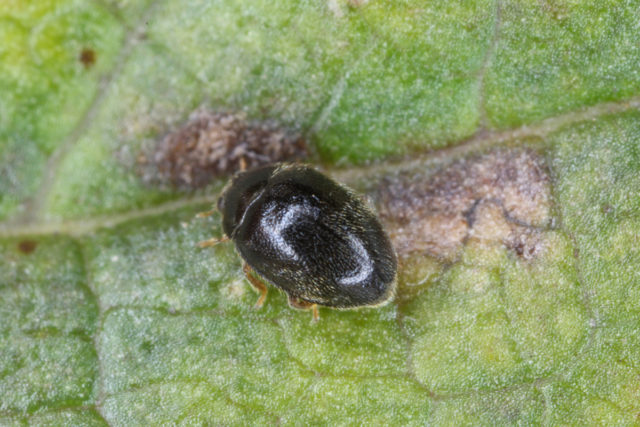 How To Attract Wild Ladybugs To Your Backyard & Why You Need To