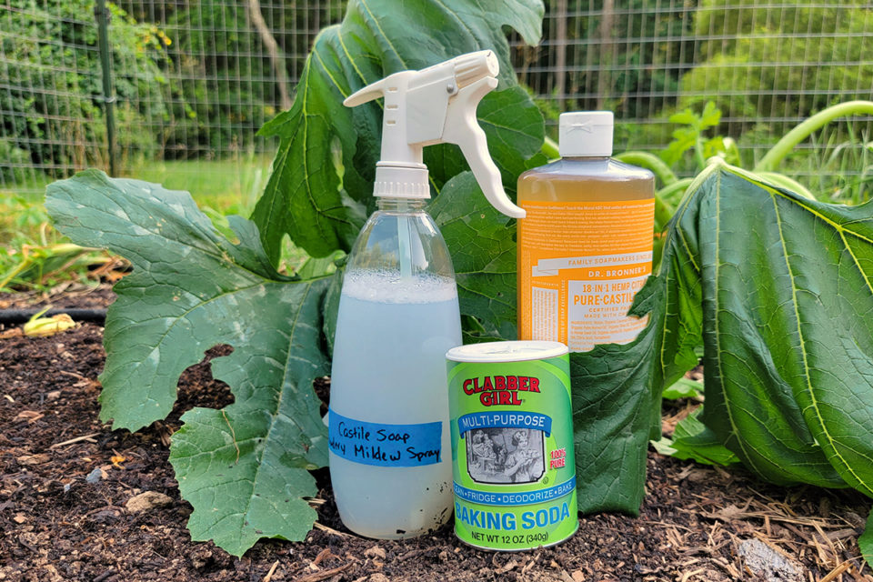 6-brilliant-uses-for-castile-soap-in-the-garden