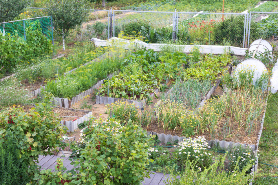 19 Late Summer Garden Jobs For Bigger & Longer Harvests