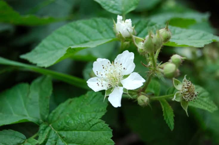 10 Reasons You Aren't Getting Much Fruit From Your Raspberries