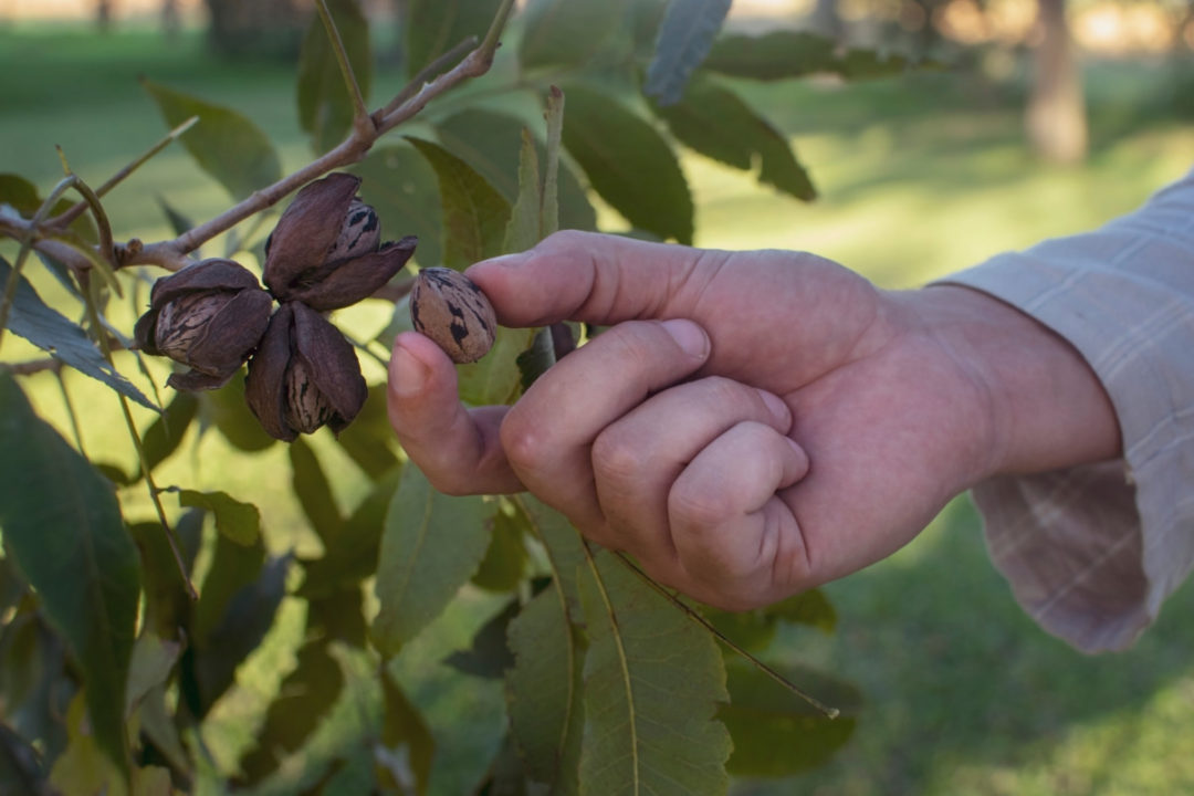 25 Nut Trees To Grow In Your Garden