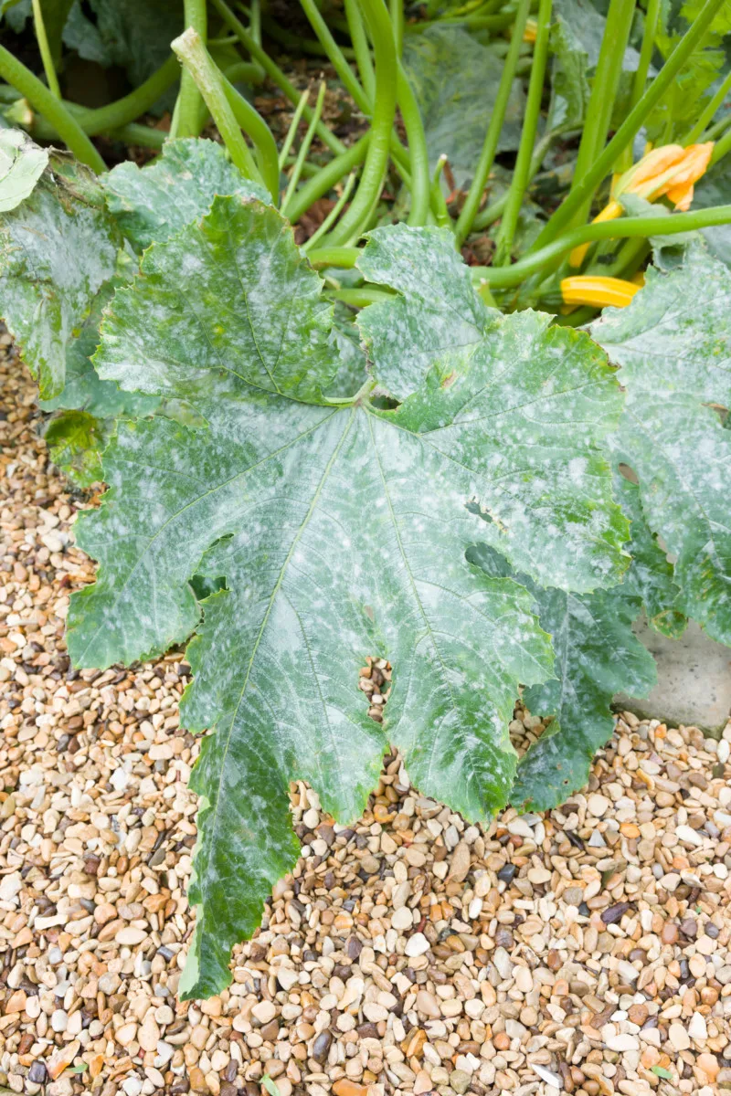 Powdery mildew on zucchini leaf