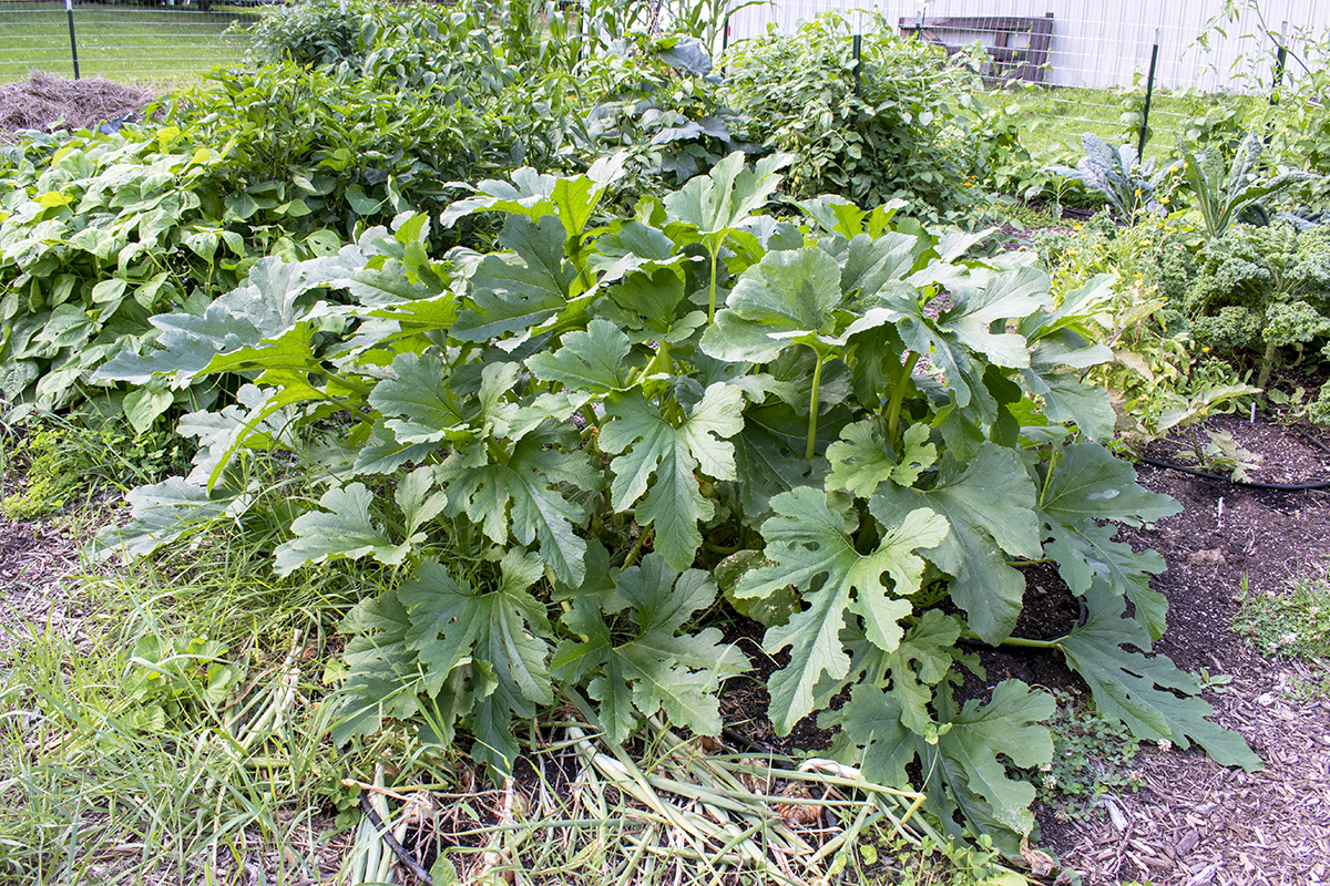 Large Italian zucchini plant