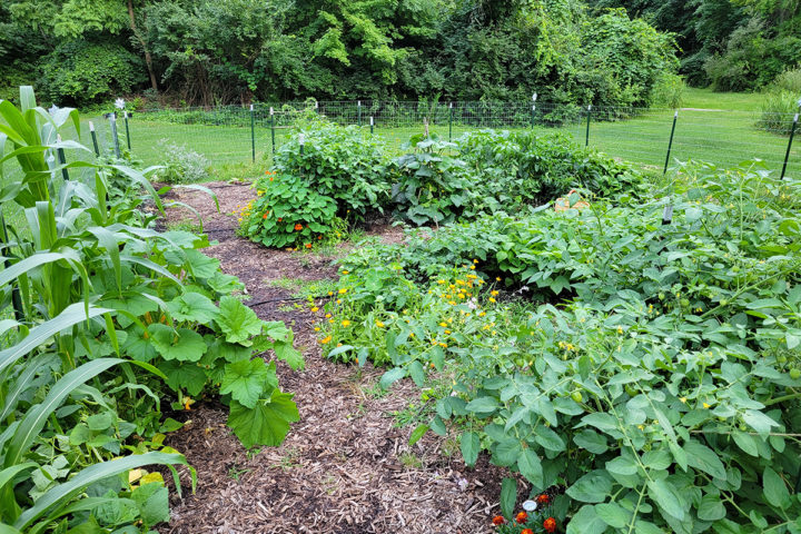 How to ACTUALLY Grow Zucchini - Huge Harvests & No Powdery Mildew