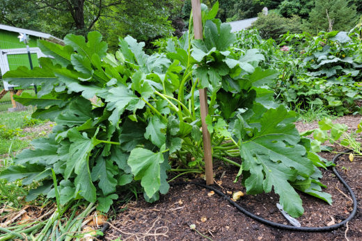 How to Prune & Stake Zucchini - Huge Harvests & No Powdery Mildew