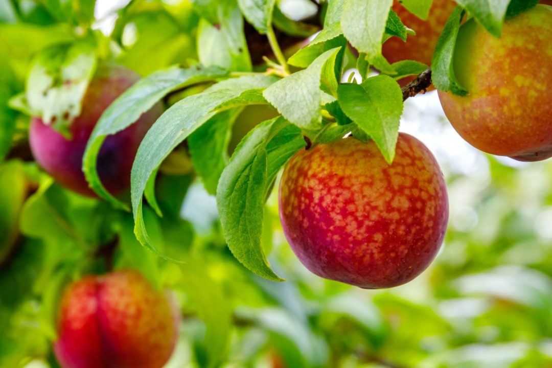 How to Prune Fruit Trees in Summer & Why You Should