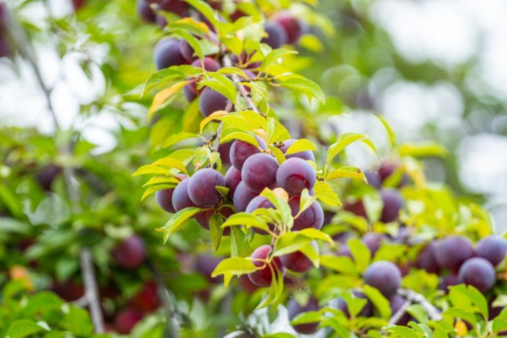 How to Prune Fruit Trees in Summer & Why You Should