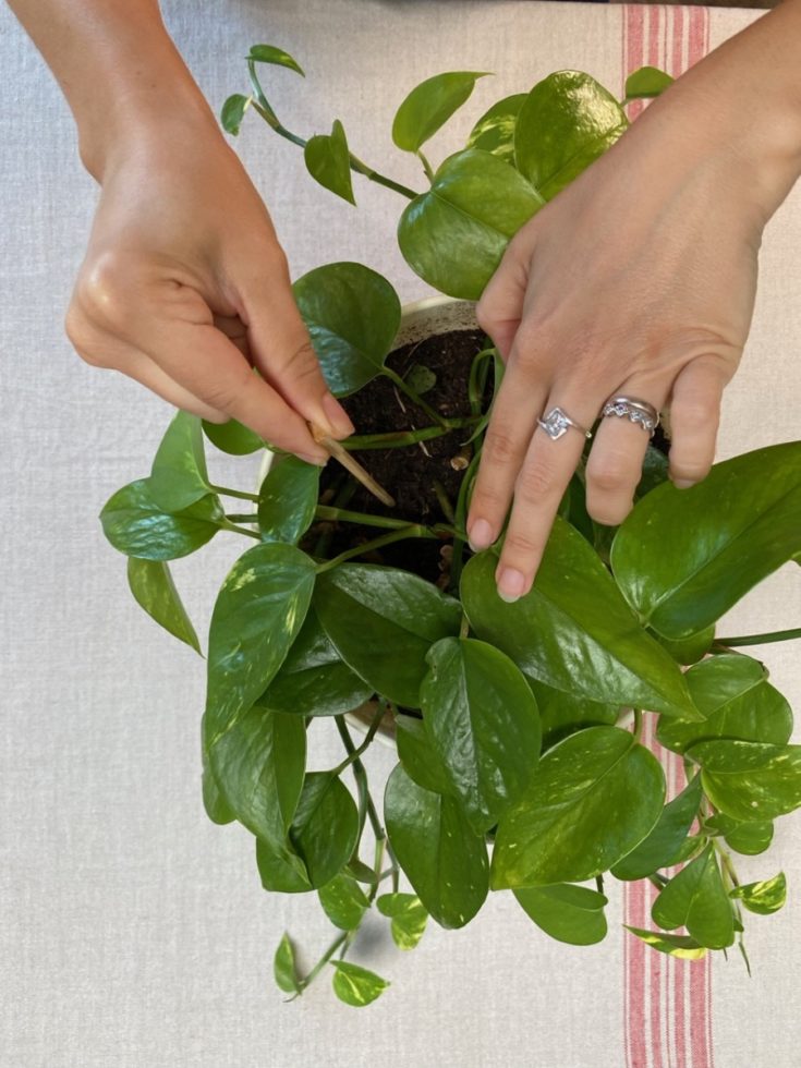 Why You Should Aerate Your Houseplant Soil (& How to Do It Properly)