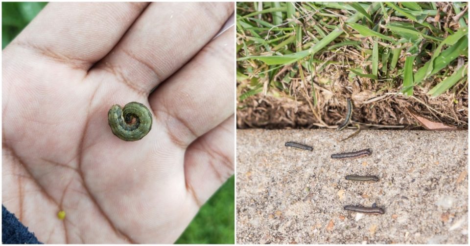 How To Deal With A Fall Armyworm Infestation Naturally