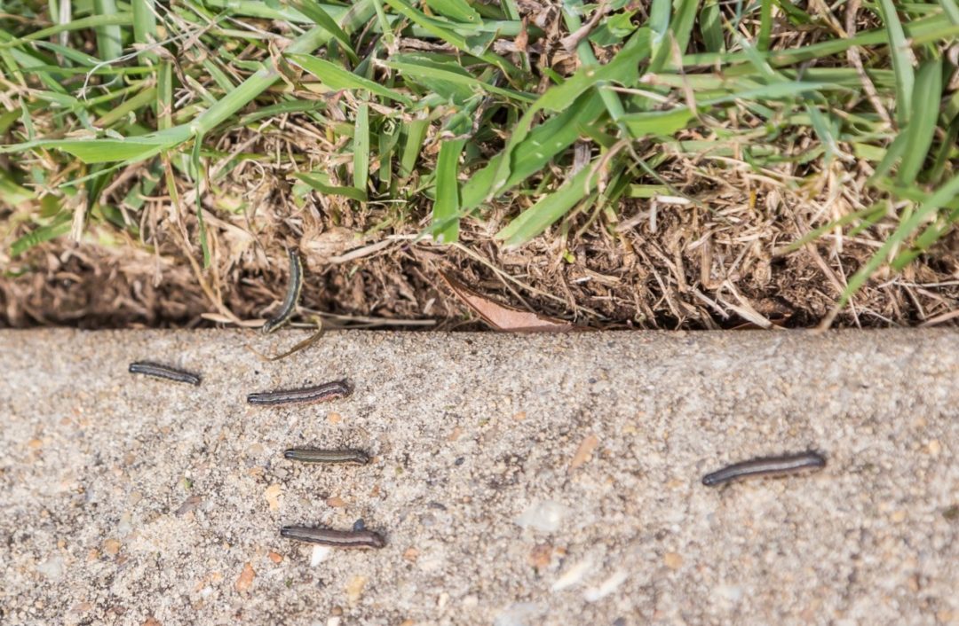 How To Deal With A Fall Armyworm Infestation Naturally