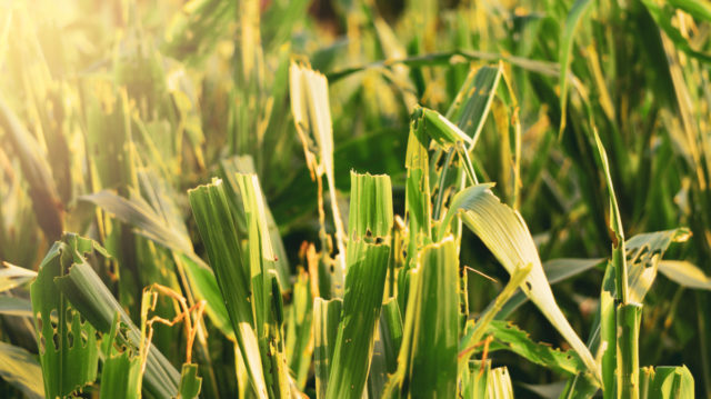 How To Deal With A Fall Armyworm Infestation Naturally