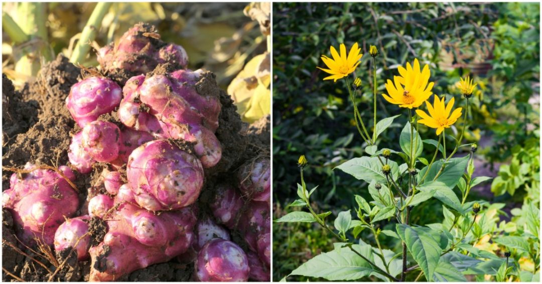 How To Grow Jerusalem Artichokes (Sunchokes)