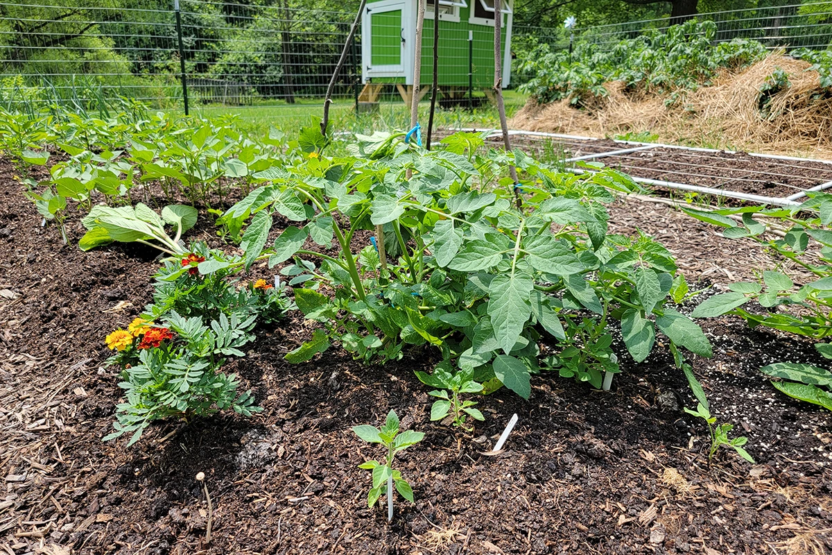 5 Things You Need to Know About Growing Tomatoes in a No-Dig Garden