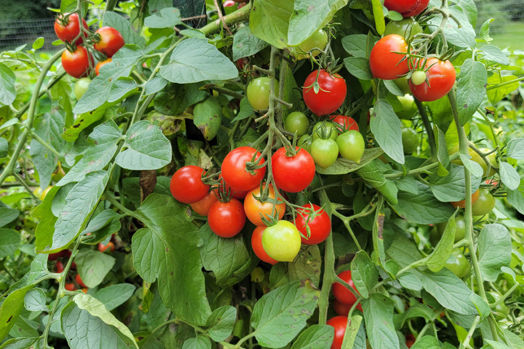 The Potting Up Secret For Growing Monster Tomato Plants