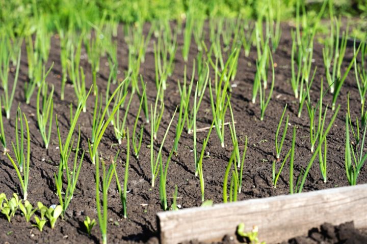 How To Grow Pearl Onions aka Baby, Mini, Cocktail or Button Onions